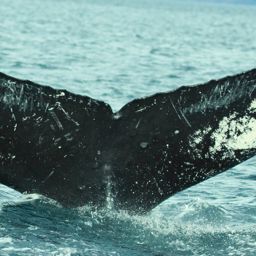 Fluke of HW-MN0420463