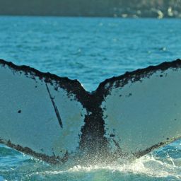 Fluke of HW-MN0420499