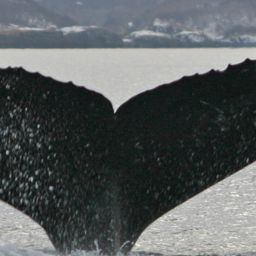 Fluke of HW-MN0420467