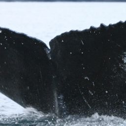 Fluke of HW-MN0420462
