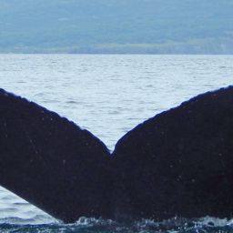 Fluke of HW-MN0420494
