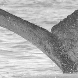 Fluke of CRC-11570
