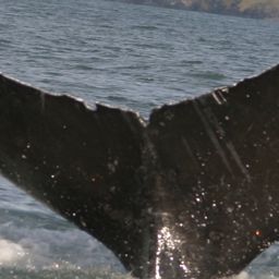 Fluke of GWAK-P167