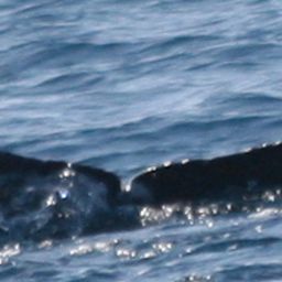 Fluke of 2025-2026 calf of SEAK-5311