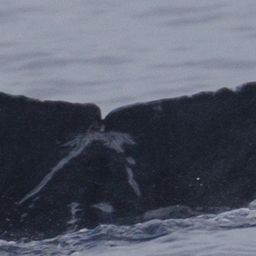 Fluke of 2025-2026 calf of PWF-NP_0852
