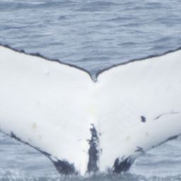 Fluke of HW-MN1308470