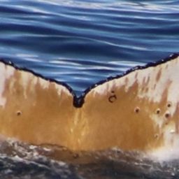 Fluke of HW-MN1308472
