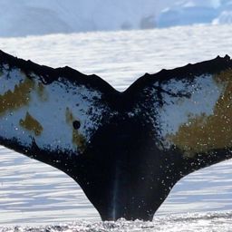 Fluke of HW-MN1308475