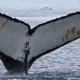 Fluke of HW-MN1308476