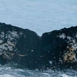 Fluke of HW-MN1308483