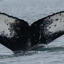Fluke of HW-MN1308485