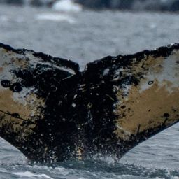 Fluke of HW-MN1308486