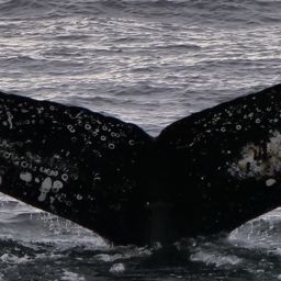 Fluke of HW-MN1308493