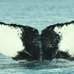 Fluke of HW-MN0420449