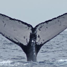 Fluke of CRC-9002