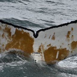 Fluke of HW-MN1308525