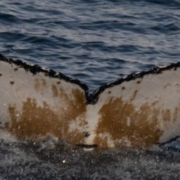 Fluke of HW-MN1308529