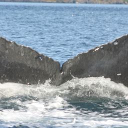 Fluke of HW-MN0420480