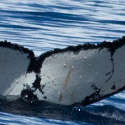 Fluke of HW-MN1308540