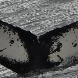 Fluke of HW-MN1308547