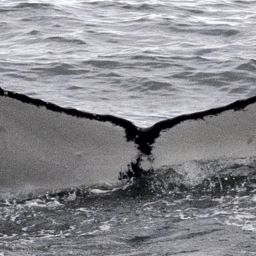Fluke of HW-MN1308551