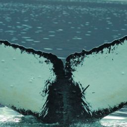 Fluke of HW-MN0420452