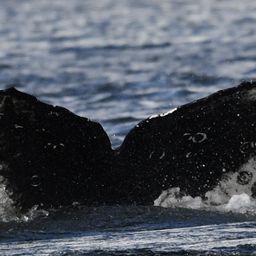 Fluke of HW-MN1308567