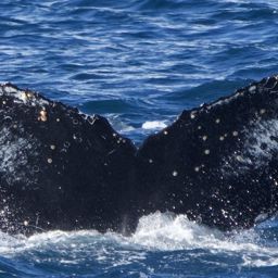 Fluke of HW-MN1308582