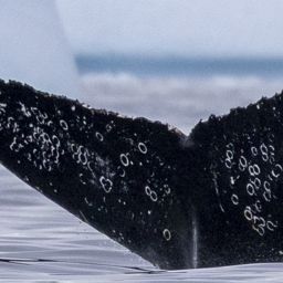 Fluke of HW-MN1308591