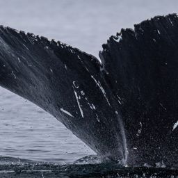 Fluke of HW-MN1308596