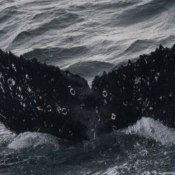 Fluke of HW-MN1308611