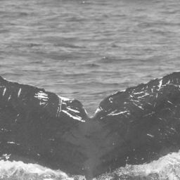 Fluke of CRC-10954