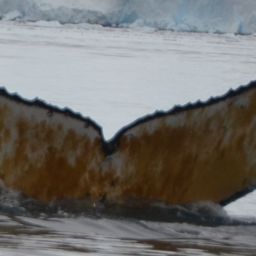 Fluke of HW-MN1308633