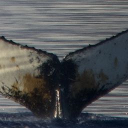 Fluke of HW-MN1308641