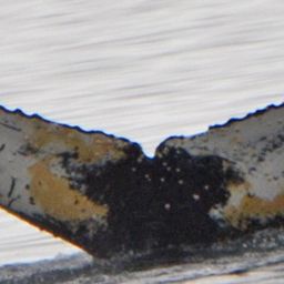 Fluke of HW-MN1301052