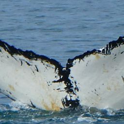 Fluke of HW-MN1308650