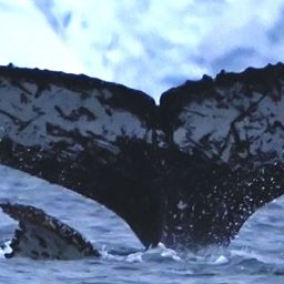 Fluke of HW-MN1308651