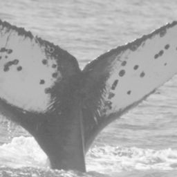 Fluke of CRC-10773