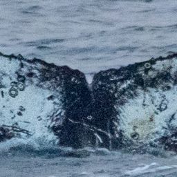 Fluke of HW-MN1308711