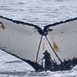 Fluke of HW-MN1308713