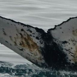 Fluke of HW-MN1308716