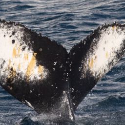 Fluke of HW-MN1308725