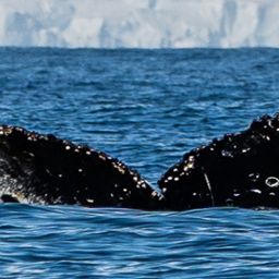 Fluke of HW-MN1308727