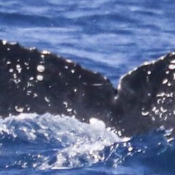 Fluke of CRC-18828