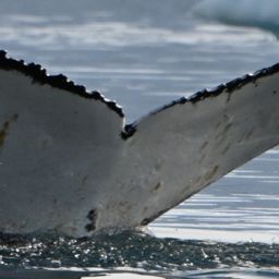 Fluke of HW-MN1308749