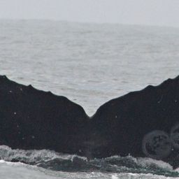 Fluke of CRC-10582