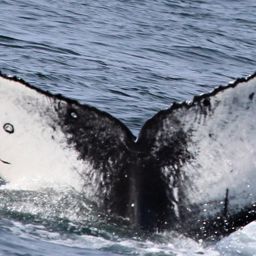 Fluke of 2017-2018 calf of Akimbo