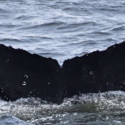 Fluke of CRC-17732