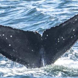 Fluke of Little Dipper