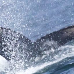 Fluke of 2017-2018 calf of CRC-12194